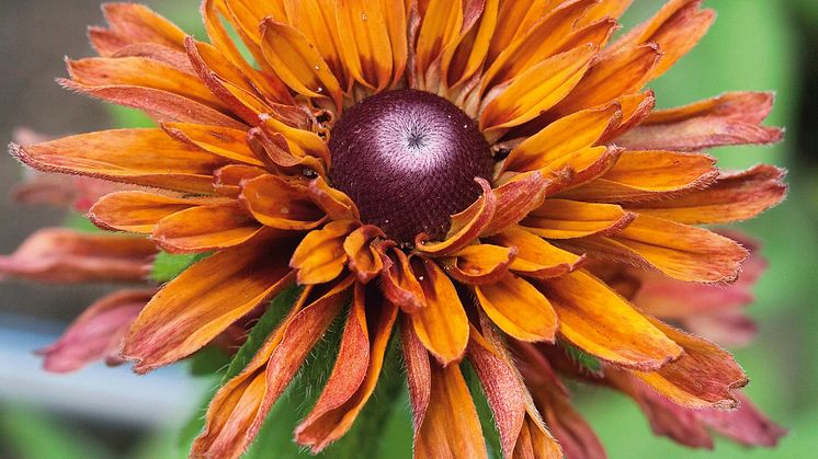 Sommarrudbeckia SAHARA_638623377964882005-ZS.jpg