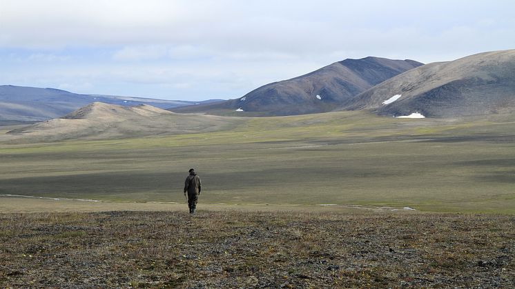 Wrangel_Island_tusk_2 (photo Love Dalén).JPG