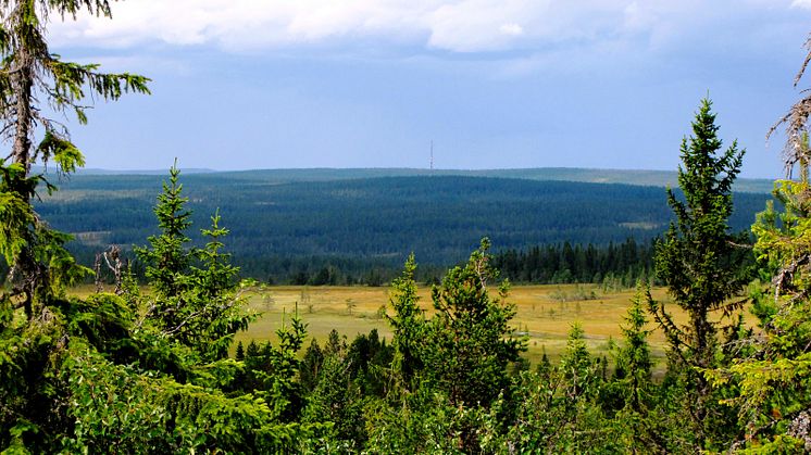 mp5696037-urskog.jpg