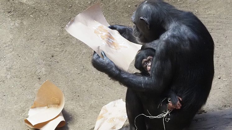 Taufe Schimpansenweibchen Kisha mit Tochter Evelyn