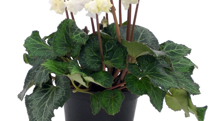 Cyclamen Bellissima