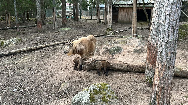Gyllene takin_kalv_3_FVP.jpg