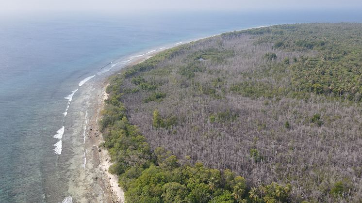 Mangrove dieback in the Maldives 1.JPG