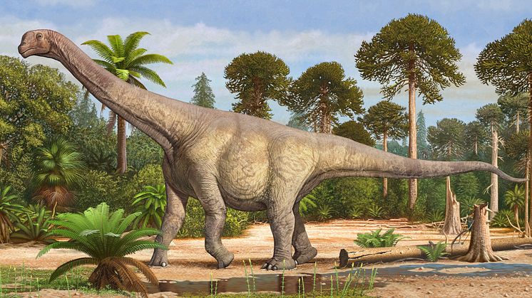 Camarasaurus supremus_kredit_Sergey Krasovskiy for Evolutionsmuseet.jpg