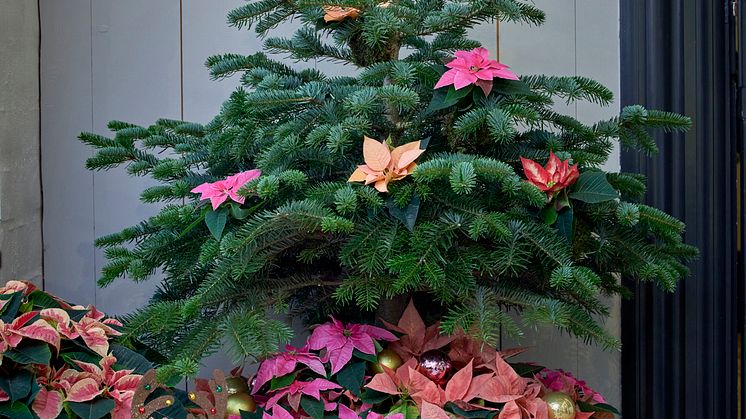 Lys upp granen med julstjärnor! Foto: Stars for Europe/Blomsterfrämjadet