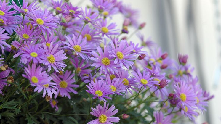Månadens blomma – maj 2012