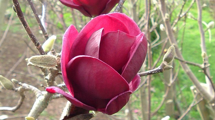 Nyhet! Magnolia 'Genie'