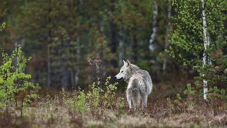 Regeringens beslut att sänka vargens gynnsamma bevarandestatus till 170 vargar är ett stort steg i rätt riktning anser Jägarnas Riksförbund
