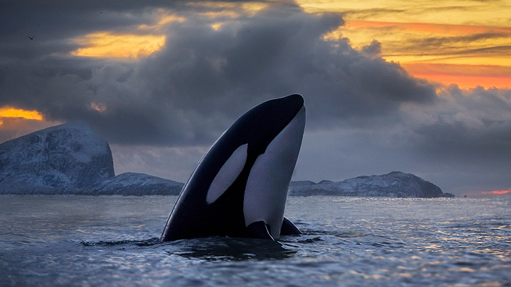 From Sea to Lab - studying the effects from pollutants and stress on marine mammals