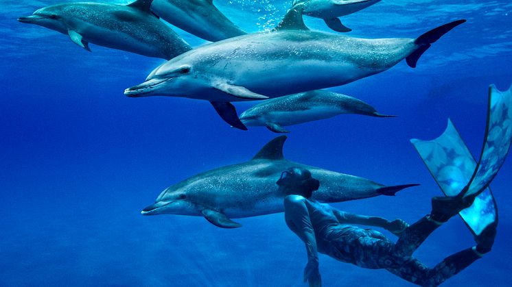delfinerposter.jpg