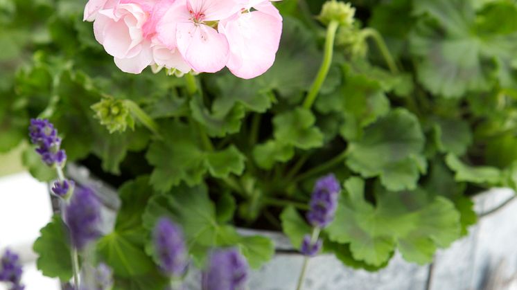 Vårens nya stilar från Blomsterlandet