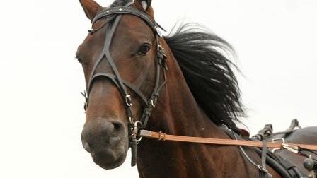Heta semifinaler i unghästserien Breeders’ Crown