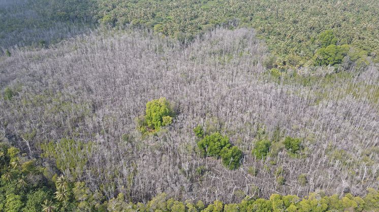 Mangrove dieback in the Maldives 4.JPG