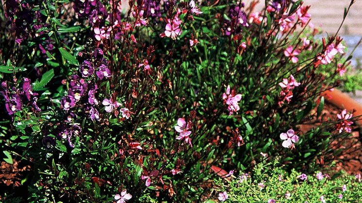 Angelonia – en ljuvlig sommarannuell