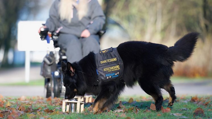 Femårige certifierade diabeteshunden Gino är Årets Tjänstehund 2024. Foto: Hanna Nilsson.