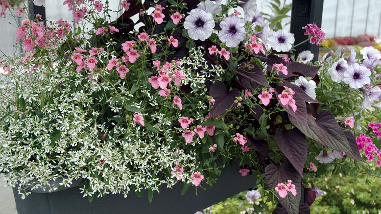 Recept på en lyckad plantering maj-juni