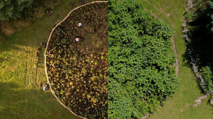 Ett grönt initiativ för framtiden: Mikroskog i Ekostaden Augustenborg