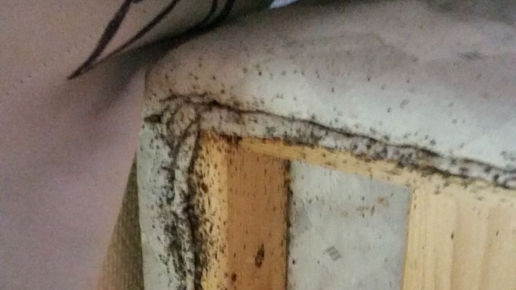 Veggedyr eksrementer 2.jpg