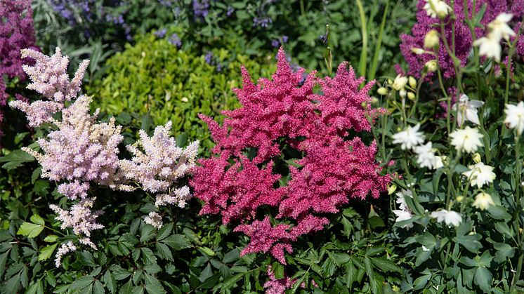 Astilbe er en staude og finnes i flere forskjellige nyanser.