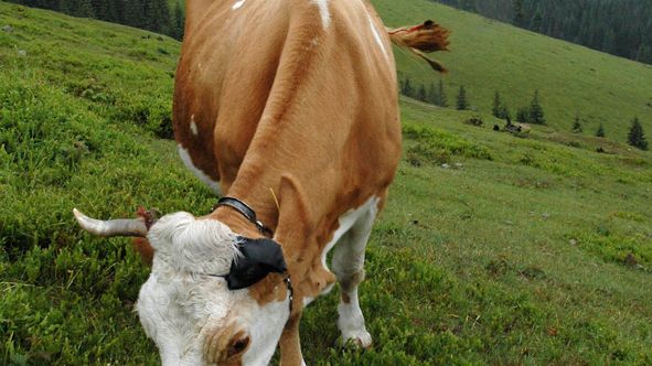 Specialnummer av Biodiverse till biologiska mångfaldens dag