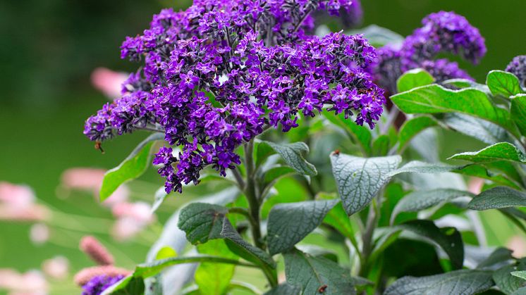 Heliotropium arborescens Årets Sommarblomma 2024 foto annikasnaturligating (7).jpg