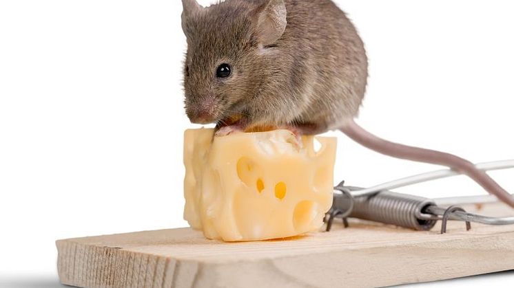 Mousetrap (2).jpg
