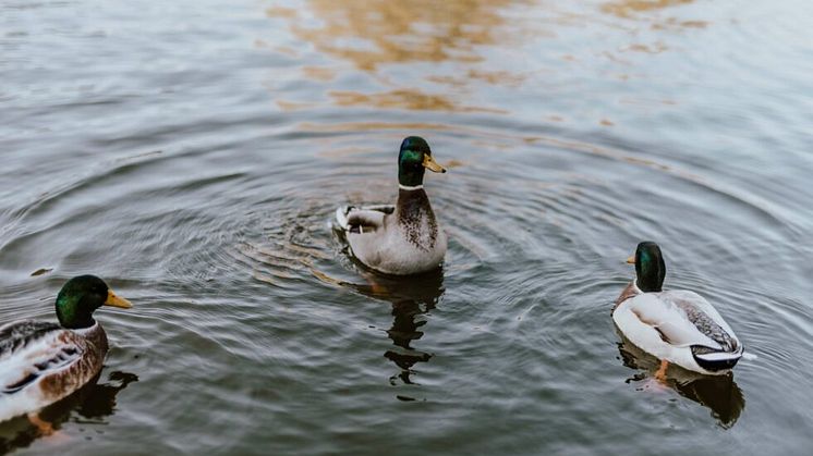 Byggbranschen: En gemenskap där alla simmar åt samma håll för en starkare framtid.