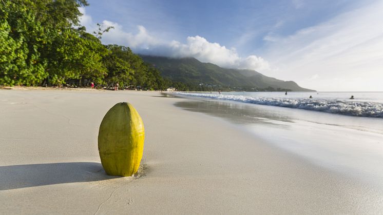 kokosnöt seychelles.jpg