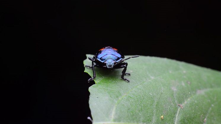 Forskningsprojektet DarkTree ska kartlägga de outforskade delarna av insekternas släktträd och ge den första rättvisande bilden av deras mångfald och evolution. 