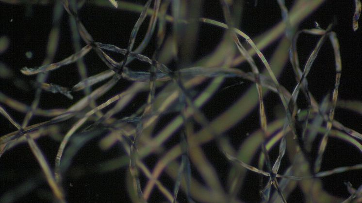 Cotton denim fibres pictured under a microscope.tif