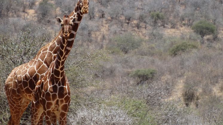 Giraffer