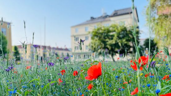 Nyhet_NKI_2023_blommor.jpg