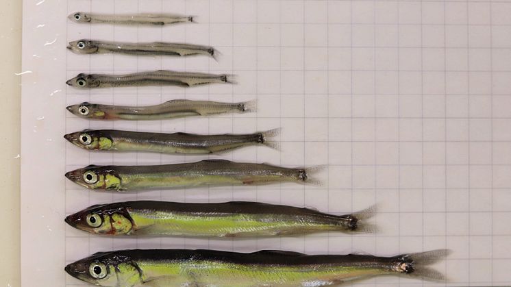 Capelin were found in a wide range of sizes and most had empty stomachs Photo F. Cnossen.jpg