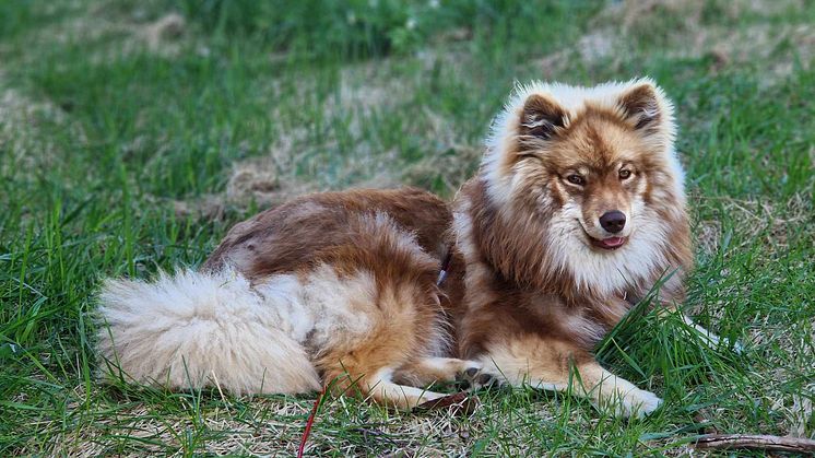 Hunden Helmi kommer tillsammans med sin husse gå en utbildning hos brukshundsklubben för att möjliggöra besök på vård och omsorgsboendet Hagby Ängar