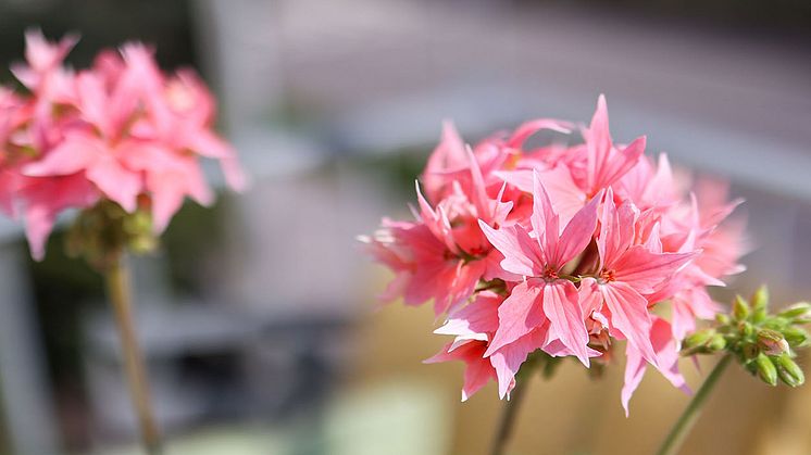 Årets Pelargon 2025 Pelargonium Summer Twist Rose foto SydGrönt (5) 1920.jpg