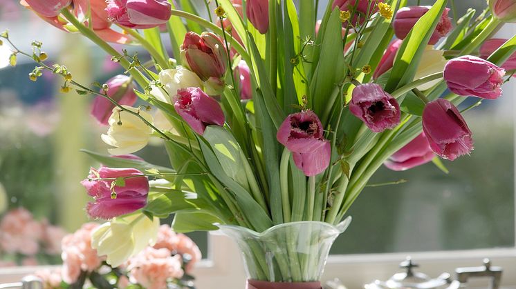 Tulpanens Dag, 18 januari