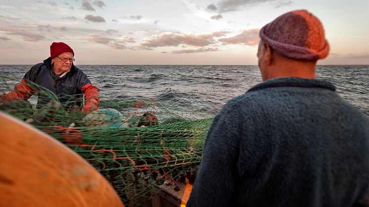 Äntligen kan du köpa svensk MSC-märkt torsk från Östersjön!