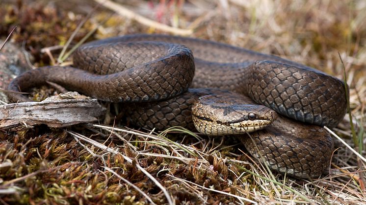 Hasselsnok Coronella austriaca är en av de arter som preliminärt lämnar rödlistan. Foto: Krister Hall