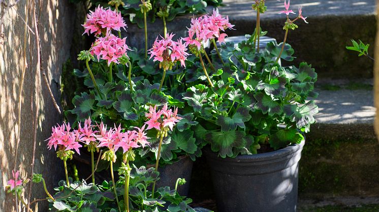 Årets Pelargon 2025 17 Pelargonium Summer Twist Rose foto annikasnaturligating.jpg