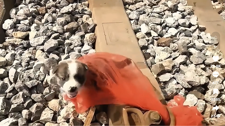 Foto_Smacc_hund.png