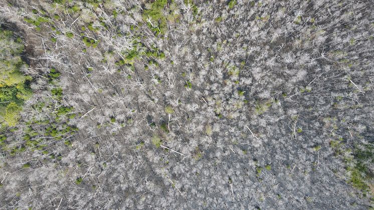 Mangrove dieback in the Maldives 2.JPG