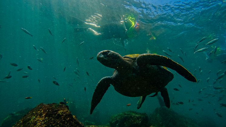 Galapagos_Credit_Andres Mesias.jpg