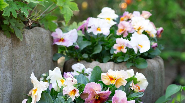 Viola wittrockiana Fancy Peach Shades foto annikasnaturligating (6).jpg