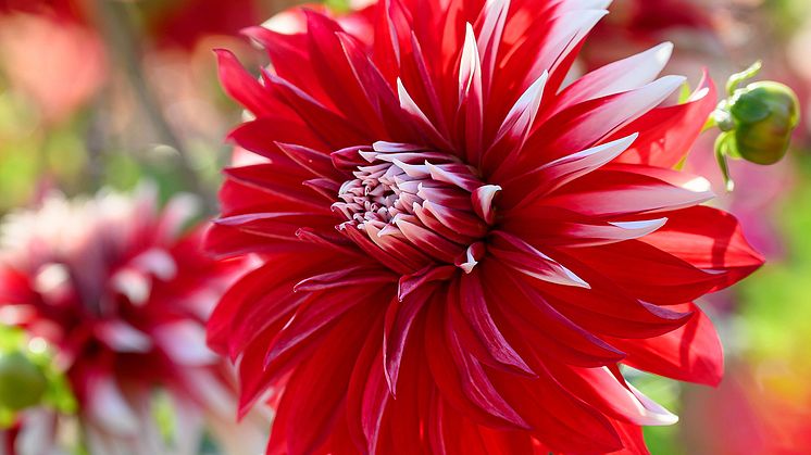 Dahlia Davos.jpg
