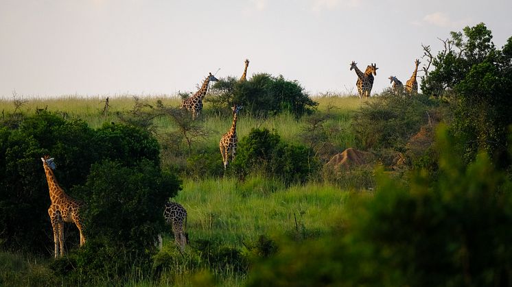 grassy-field-with-trees-giraffes-walking-around-with-light-blue-sky-background.jpg