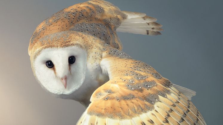 Birds_Barn Owl - 2000px.jpg