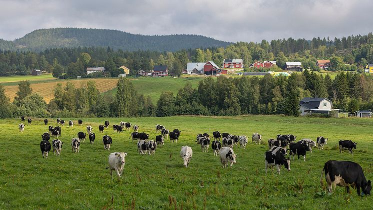 Norrländska mjökkor på bete