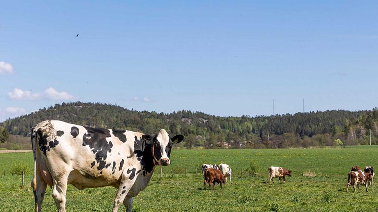 Foto: Tom Svensson/World Animal Protection Sverige