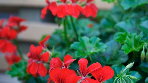 Blommor till mor