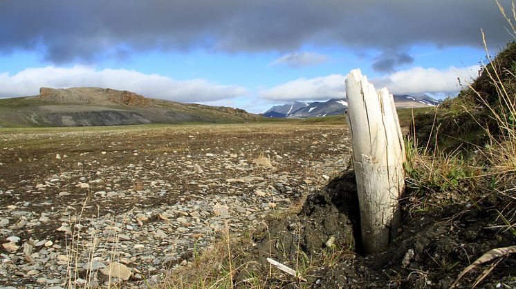 Wrangel_Island_tusk_2 (photo Love Dalén).JPG